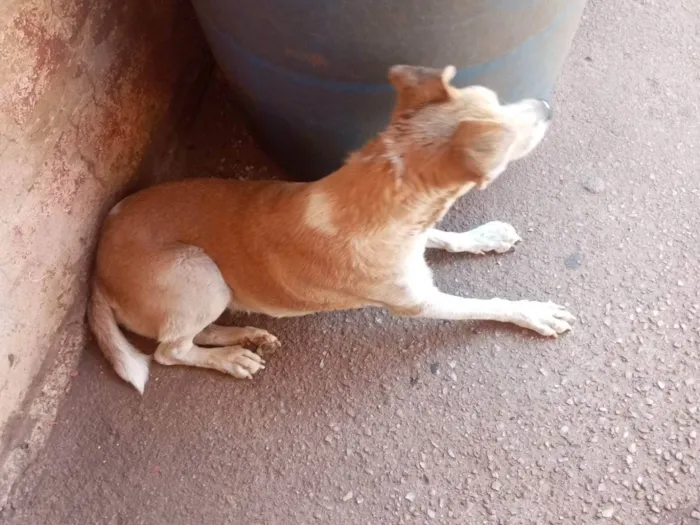 Cachorro ra a SRD-ViraLata idade 5 anos nome Duqua