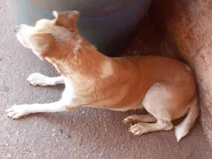 Cachorro raça SRD-ViraLata idade 5 anos nome Duqua