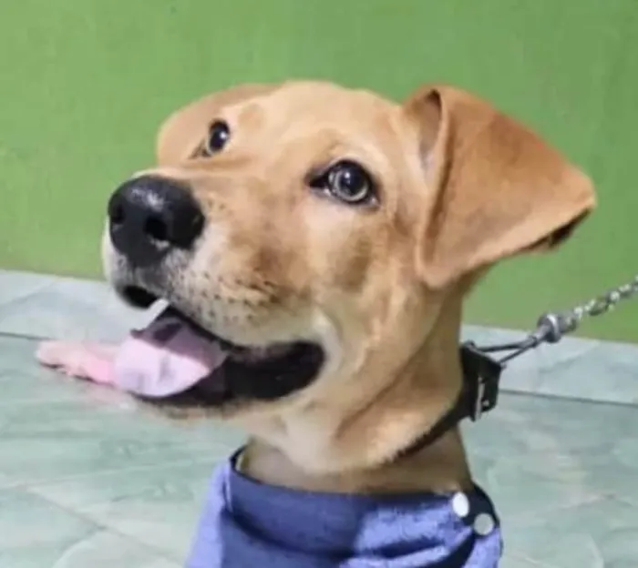 Cachorro ra a SRD-ViraLata idade 2 a 6 meses nome Olly 