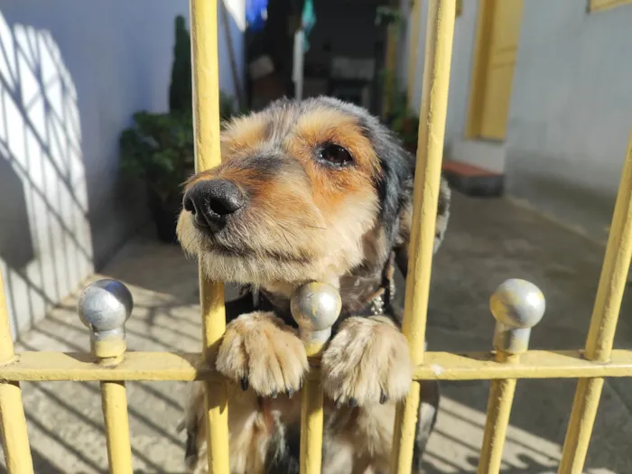 Cachorro ra a SRD-ViraLata idade 6 ou mais anos nome Fred