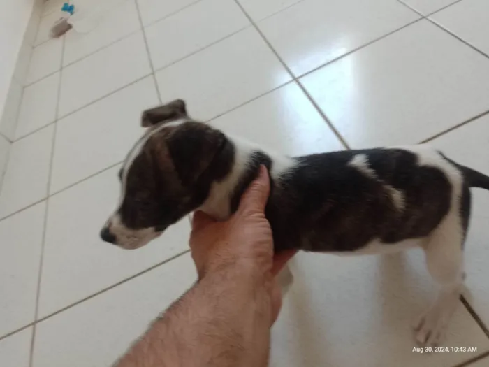 Cachorro ra a SRD-ViraLata idade 2 a 6 meses nome Chaves