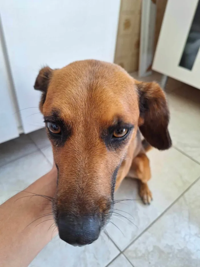 Cachorro ra a SRD-ViraLata idade 3 anos nome Luna