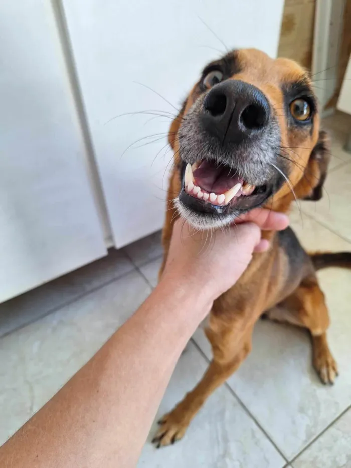 Cachorro ra a SRD-ViraLata idade 3 anos nome Luna