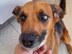 Cachorro raça SRD-ViraLata idade 3 anos nome Luna