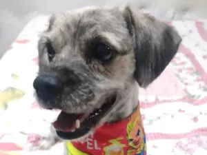 Cachorro raça Shitzu idade 1 ano nome Fred 