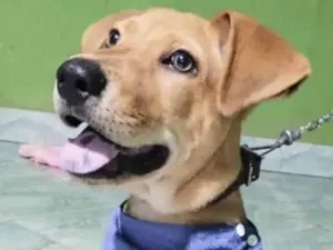 Cachorro raça SRD-ViraLata idade 2 a 6 meses nome Olly 