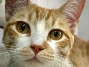 Gato raça SRD-ViraLata idade 1 ano nome Luigi 