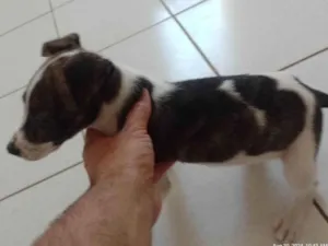 Cachorro raça SRD-ViraLata idade 2 a 6 meses nome Chaves