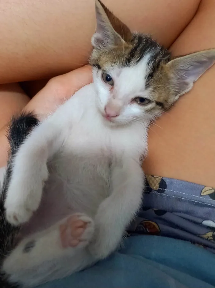 Gato ra a SRD-ViraLata idade Abaixo de 2 meses nome Thor