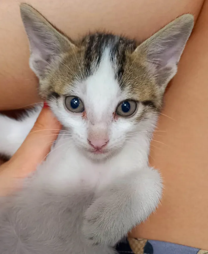 Gato ra a SRD-ViraLata idade Abaixo de 2 meses nome Thor