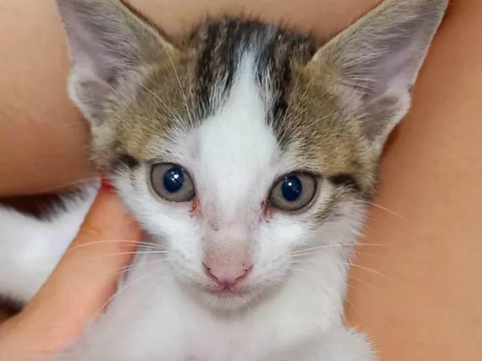 Gato ra a SRD-ViraLata idade Abaixo de 2 meses nome Thor