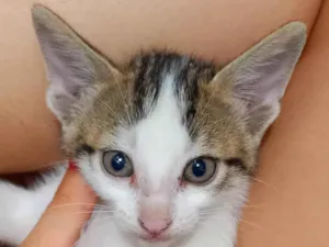 Gato raça SRD-ViraLata idade Abaixo de 2 meses nome Thor