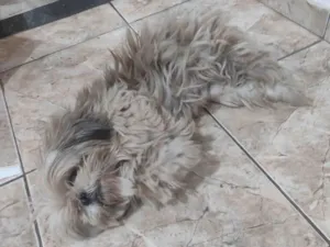 Cachorro raça Poodle idade 2 a 6 meses nome Ana