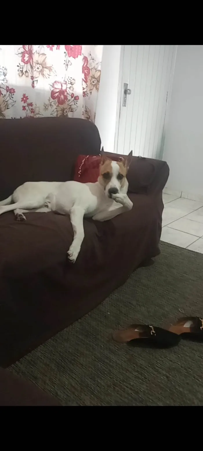 Cachorro ra a SRD-ViraLata idade 2 anos nome Piter