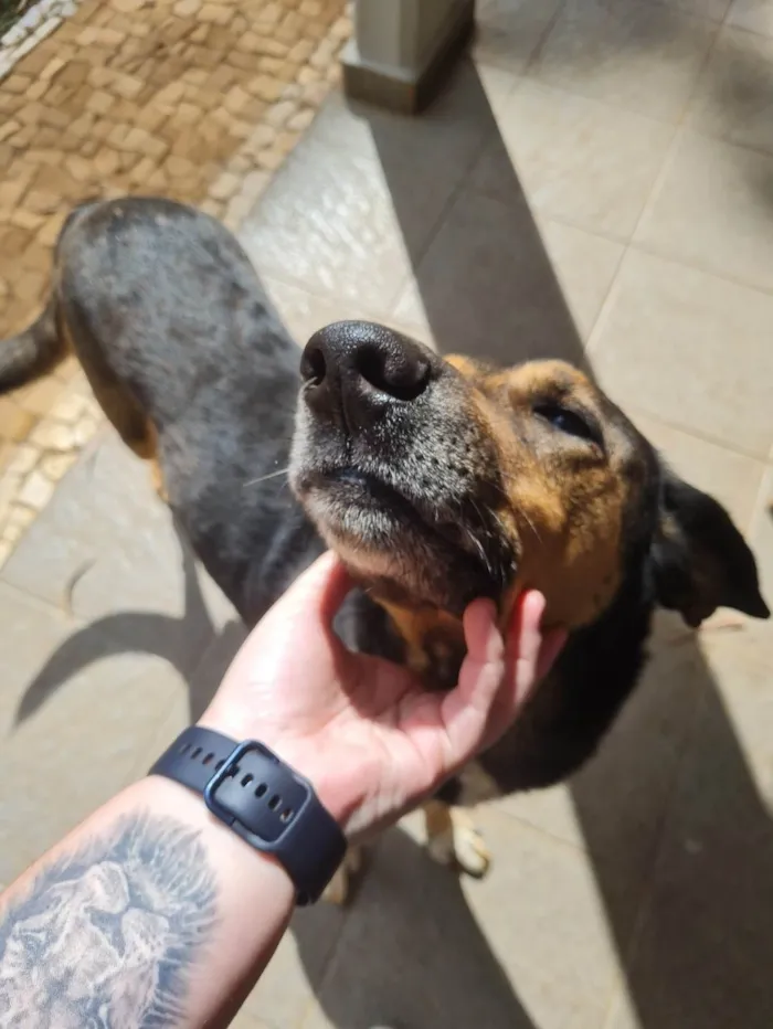 Cachorro ra a SRD-ViraLata idade 6 ou mais anos nome Teko