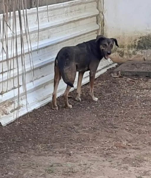 Cachorro ra a SRD-ViraLata idade 6 ou mais anos nome Teko