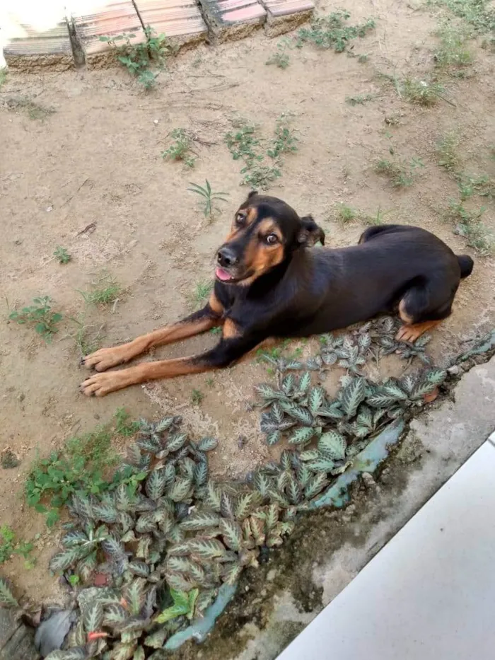 Cachorro ra a SRD-ViraLata idade 6 ou mais anos nome Godah