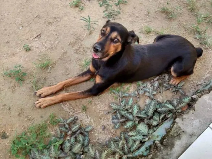 Cachorro ra a SRD-ViraLata idade 6 ou mais anos nome Godah