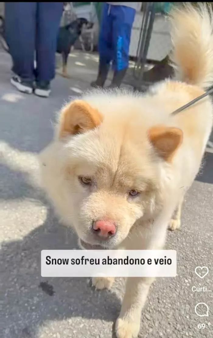 Cachorro ra a Chow Chow idade 2 anos nome Snow