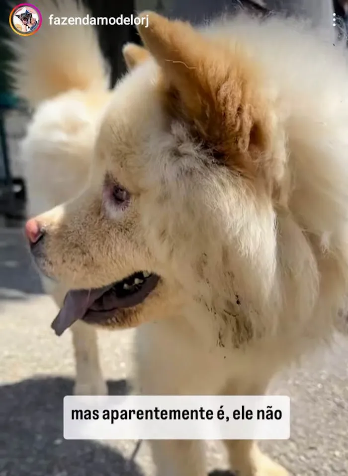 Cachorro ra a Chow Chow idade 2 anos nome Snow