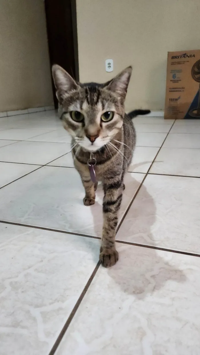 Gato ra a SRD-ViraLata idade 2 anos nome Luna