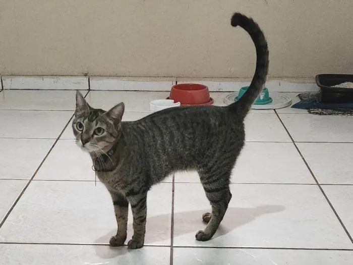 Gato ra a SRD-ViraLata idade 2 anos nome Luna