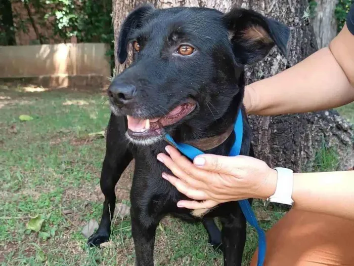 Cachorro ra a SRD-ViraLata idade 3 anos nome Ipanema 