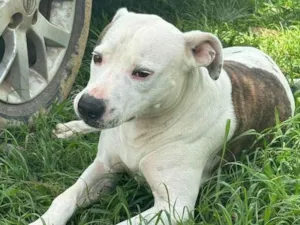 Cachorro raça Pit-Bull idade 2 anos nome Theo 