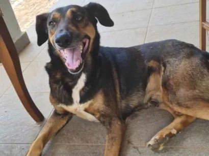 Cachorro raça SRD-ViraLata idade 6 ou mais anos nome Teko