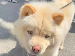 Cachorro raça Chow Chow idade 2 anos nome Snow