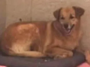 Cachorro raça SRD-ViraLata idade 3 anos nome Bela