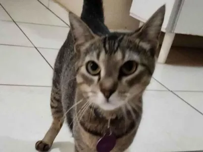 Gato raça SRD-ViraLata idade 2 anos nome Luna