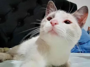 Gato raça SRD-ViraLata idade 2 a 6 meses nome Sem nome