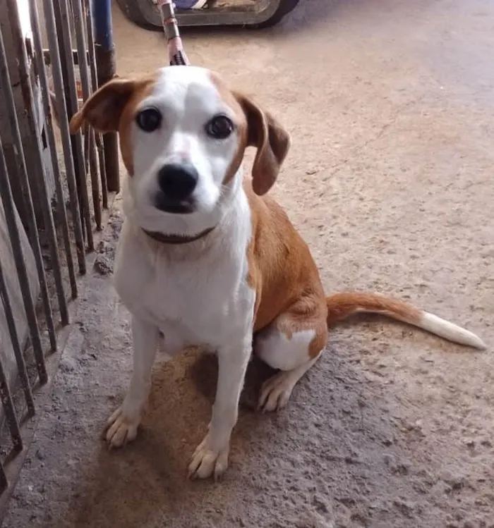 Cachorro ra a SRD-ViraLata idade 5 anos nome PENELOPE