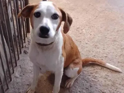 Cachorro raça SRD-ViraLata idade 5 anos nome PENELOPE