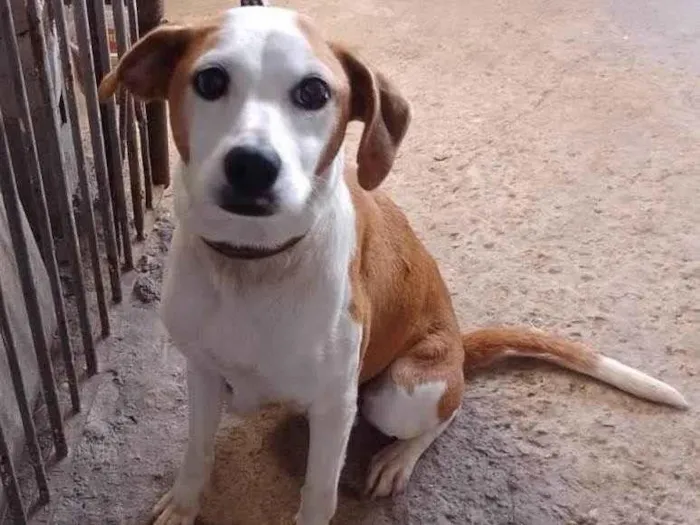 Cachorro ra a SRD-ViraLata idade 5 anos nome PENELOPE