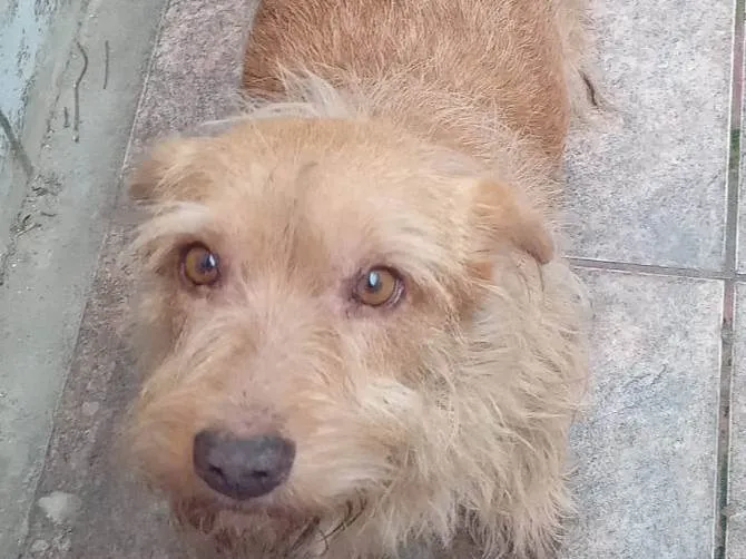 Cachorro ra a SRD-ViraLata idade 5 anos nome Lolita 