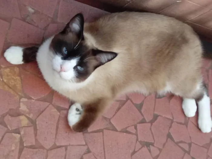 Gato ra a SRD-ViraLata idade 1 ano nome Bolacha lindo 