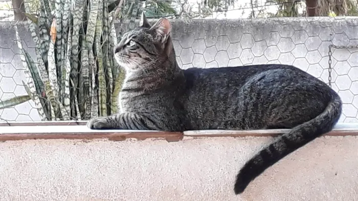 Gato ra a SRD-ViraLata idade 2 anos nome Gucci lindo 