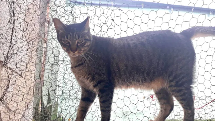 Gato ra a SRD-ViraLata idade 2 anos nome Gucci lindo 