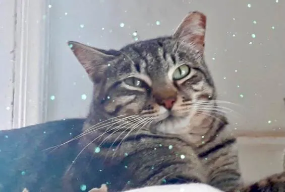 Gato ra a SRD-ViraLata idade 2 anos nome Giorgio Armani lindo 