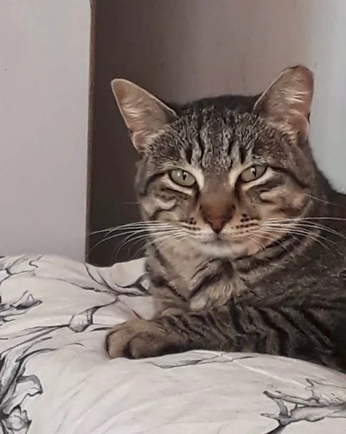 Gato ra a SRD-ViraLata idade 2 anos nome Giorgio Armani lindo 