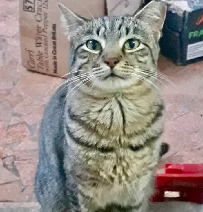 Gato ra a SRD-ViraLata idade 2 anos nome Giorgio Armani lindo 