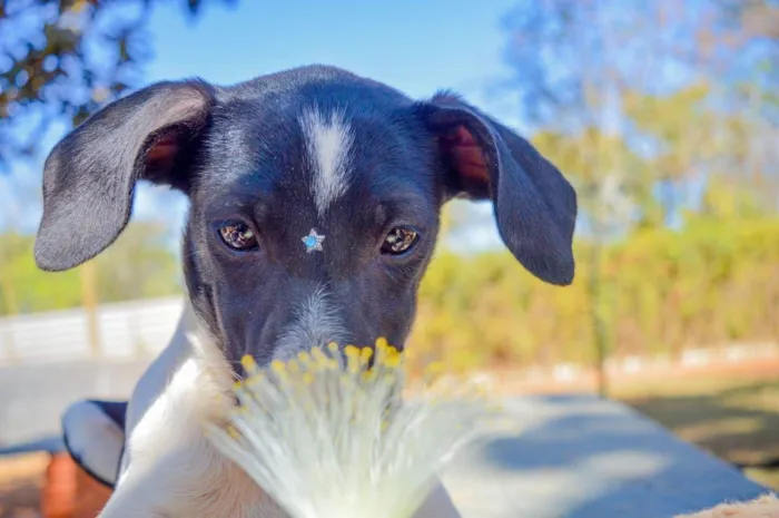 Cachorro ra a SRD-ViraLata idade 2 a 6 meses nome Dalila 