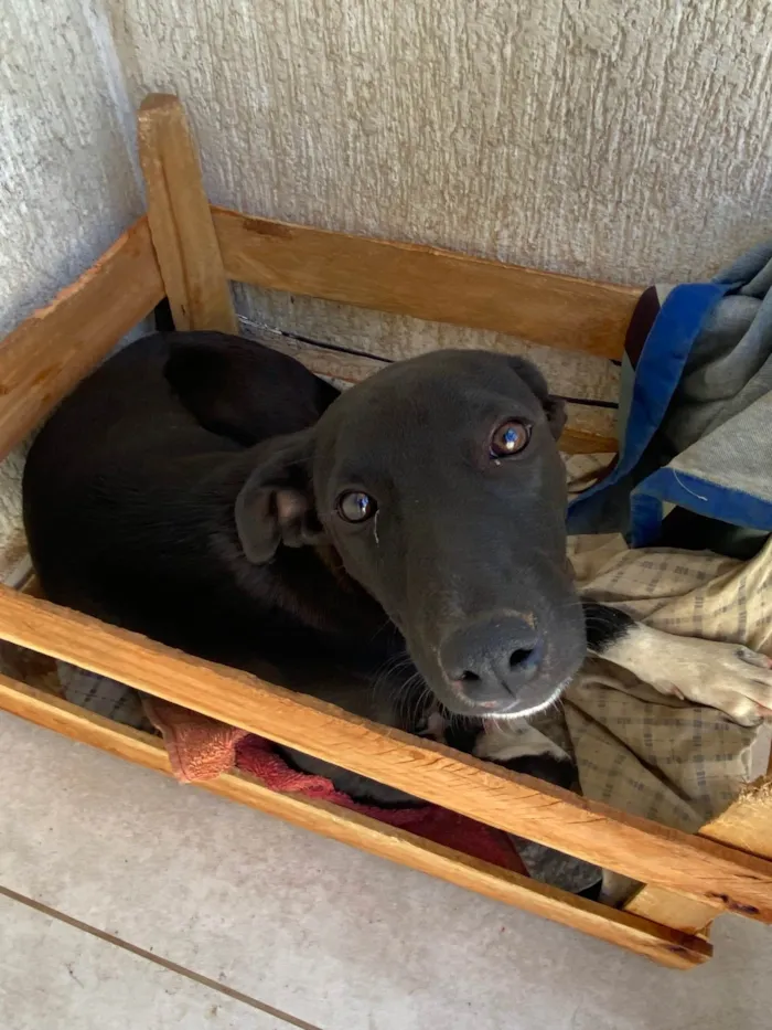 Cachorro ra a SRD-ViraLata idade 2 a 6 meses nome Rubi