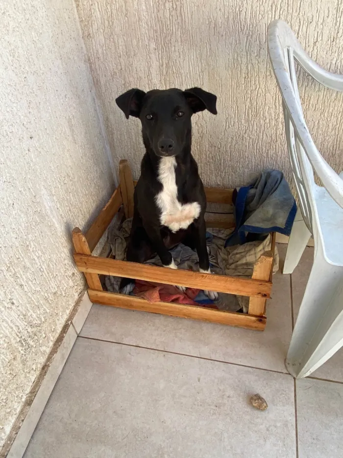 Cachorro ra a SRD-ViraLata idade 2 a 6 meses nome Rubi