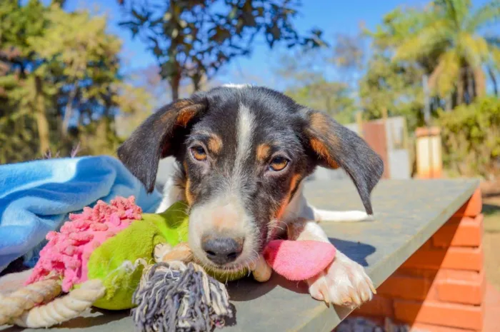 Cachorro ra a SRD-ViraLata idade 2 a 6 meses nome Isaac 