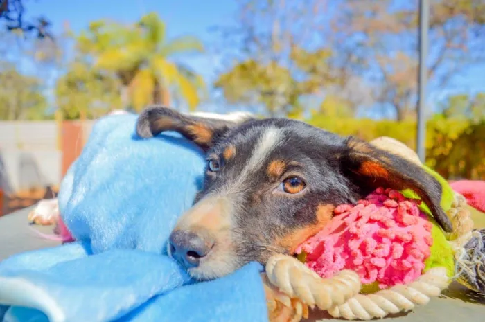 Cachorro ra a SRD-ViraLata idade 2 a 6 meses nome Isaac 