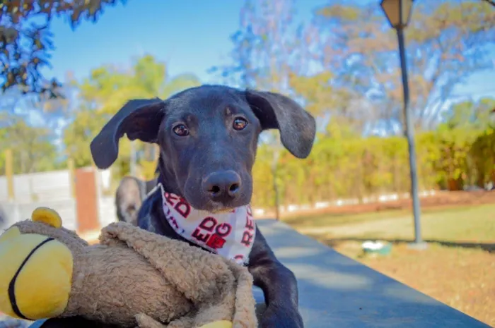 Cachorro ra a SRD-ViraLata idade 2 a 6 meses nome Cadu 