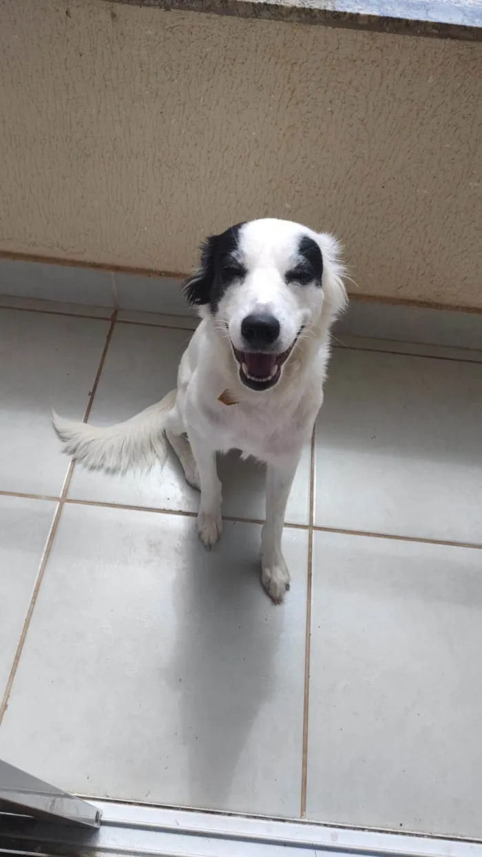 Cachorro ra a SRD-ViraLata idade 1 ano nome Maggie